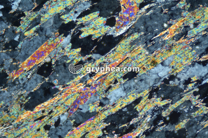 Micaschiste à sillimanite LPA x25 - gryphea.org